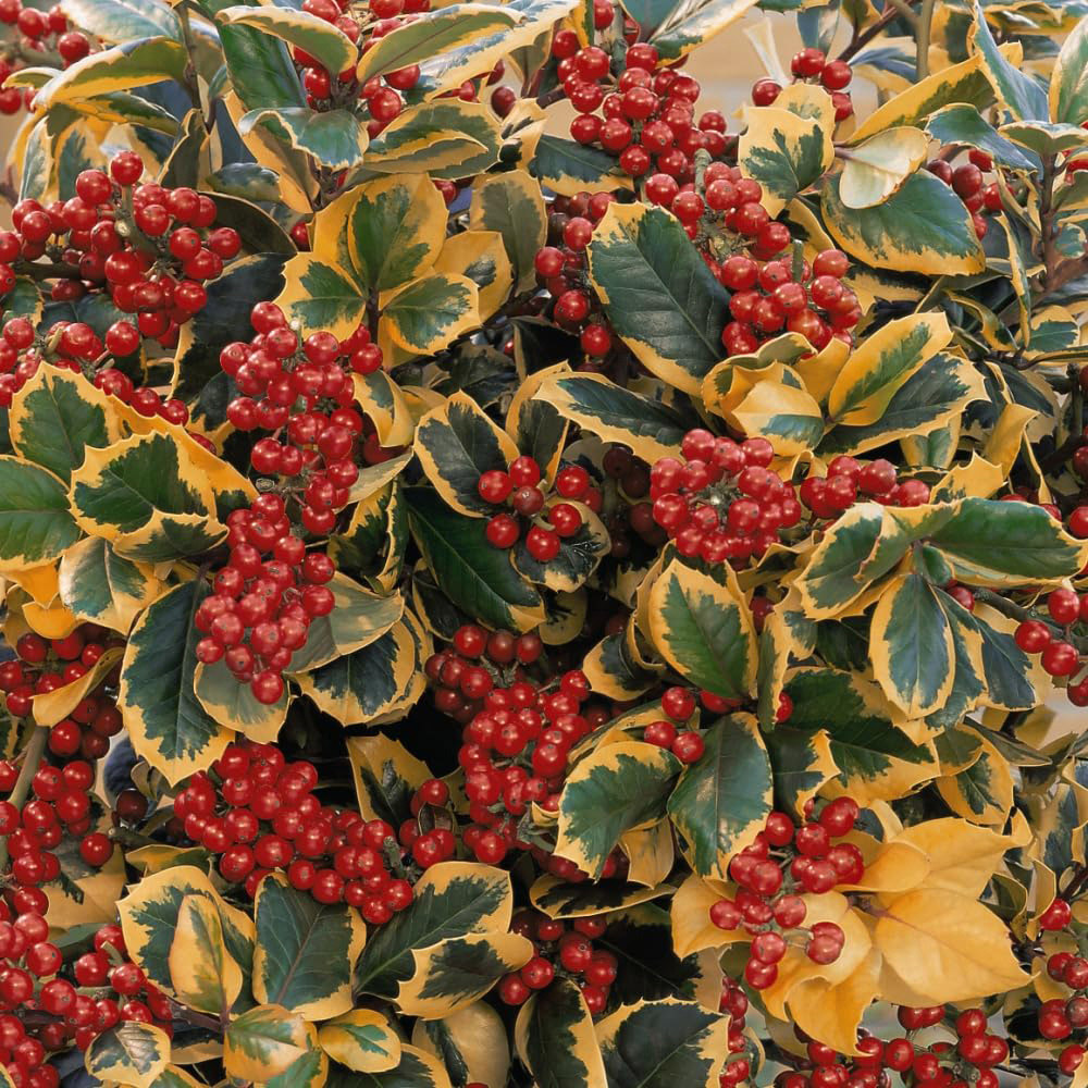 Thompson and Morgan Ilex Holly Altaclerensis Golden King Potted Plant 3L