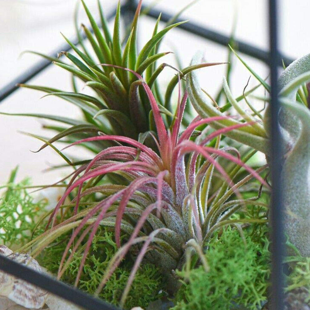 Thompson and Morgan Medium Tillandsia Juncea Air Plant 2 Pack