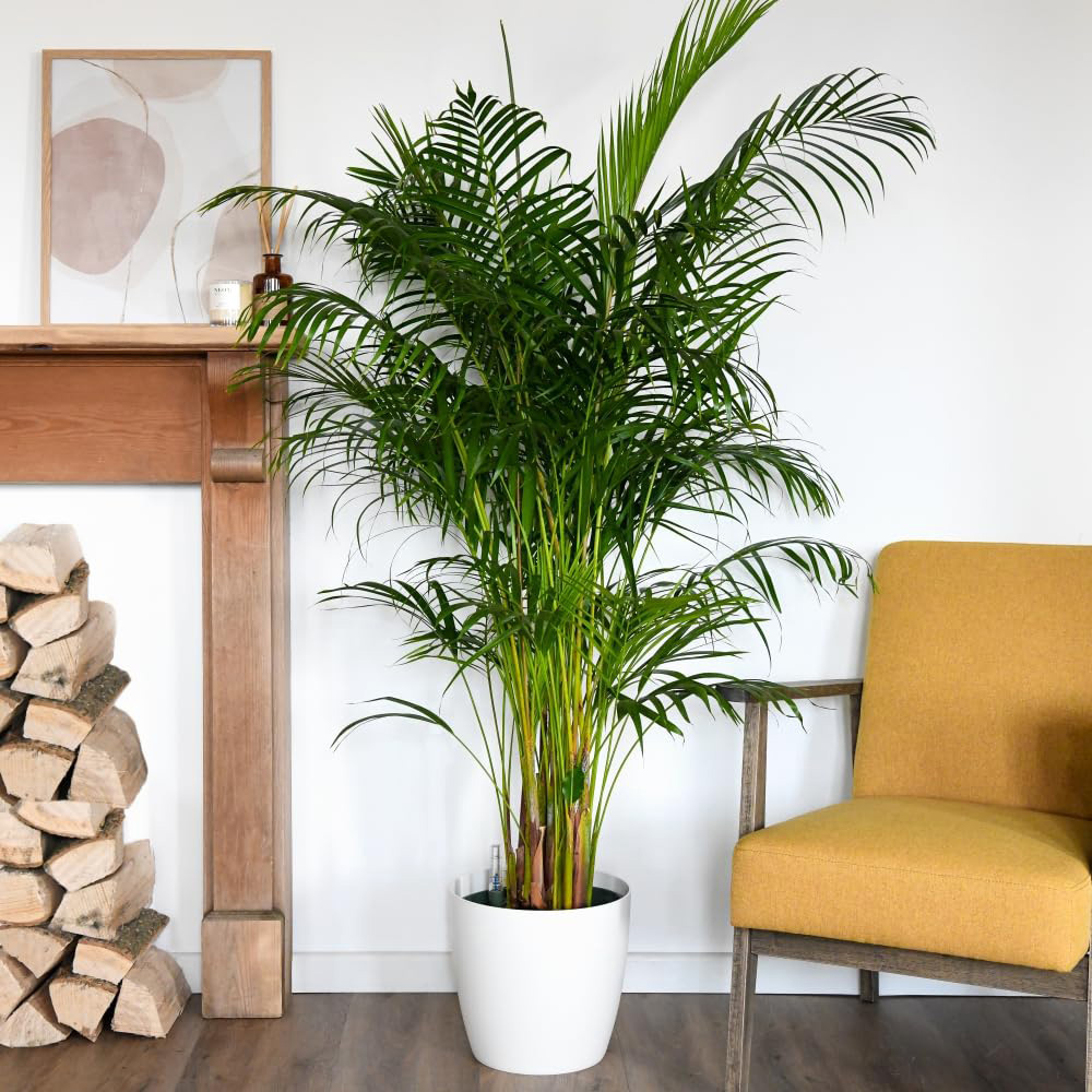 Thompson and Morgan Areca Dypsis Palm Tree Golden Cane Palm Potted Plant 9cm 2 Pack