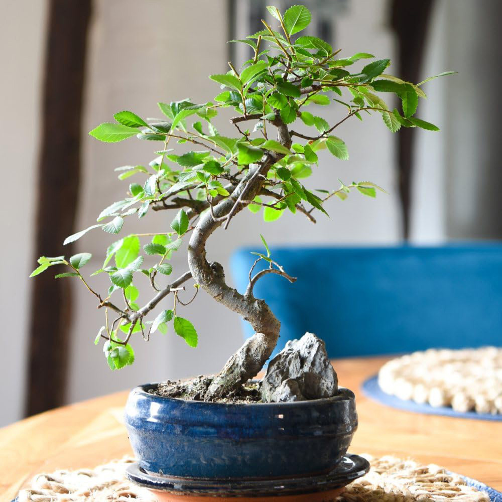Thompson and Morgan Bonsai Metasequoia Glyptostroboides S-Shape Potted Plant 15cm