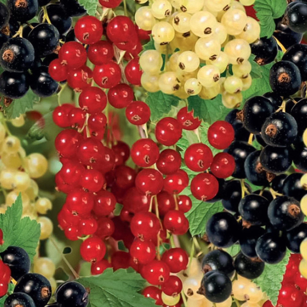 Thompson and Morgan Currant Trio Braided Stem Potted Plant 24cm