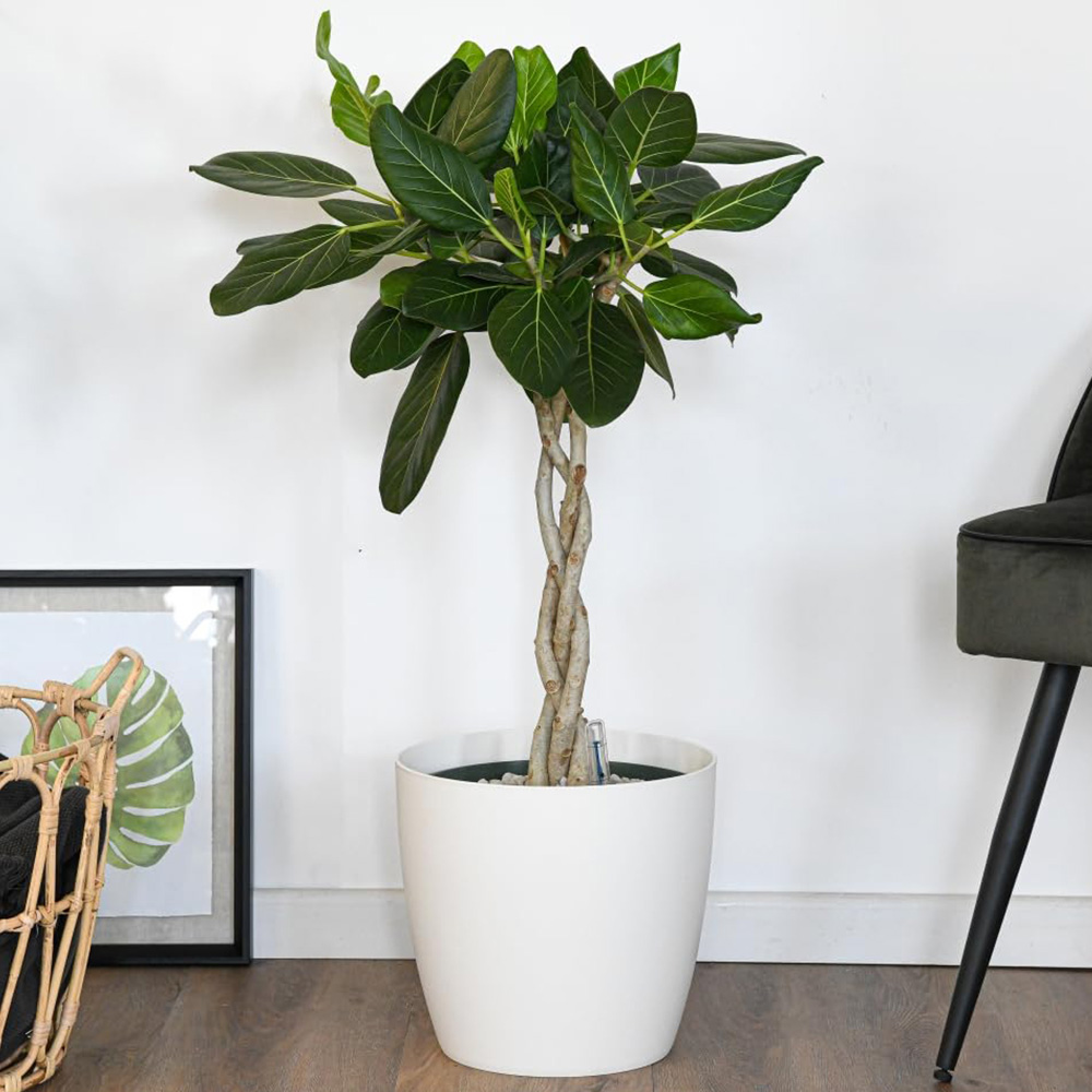 Thompson and Morgan Ficus Benghalensis Audrey Braided Stem Plant Pot 27cm