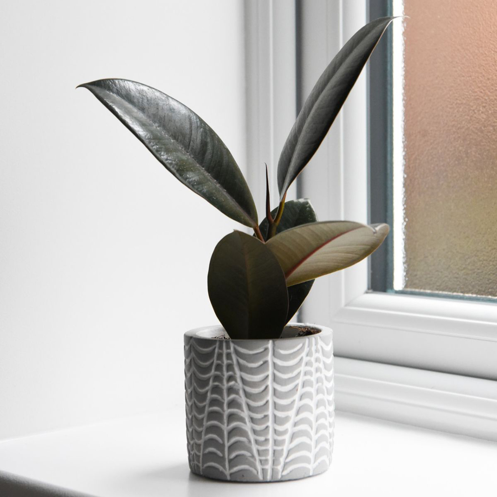Thompson and Morgan Ficus Elastica Abidjan Plant Pot 8.5cm