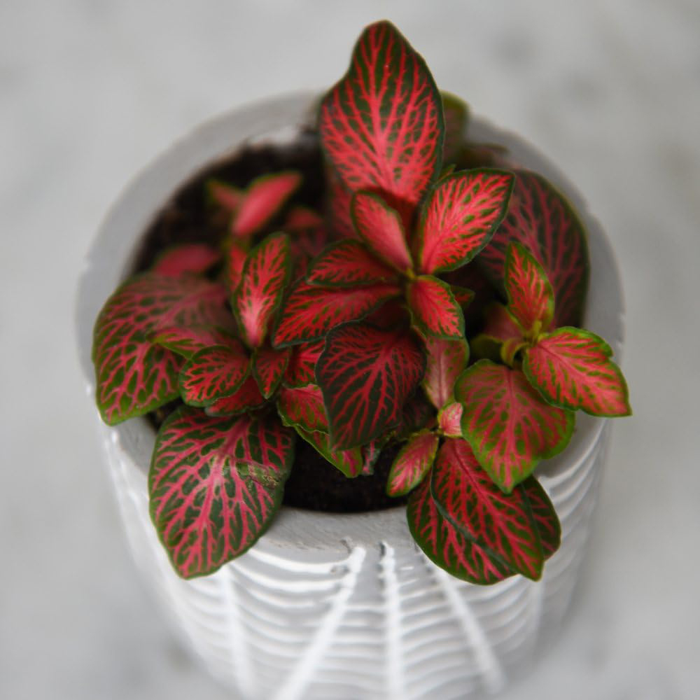 Thompson and Morgan Fittonia Mosaic Red Tiger Plant Pot 8.5cm