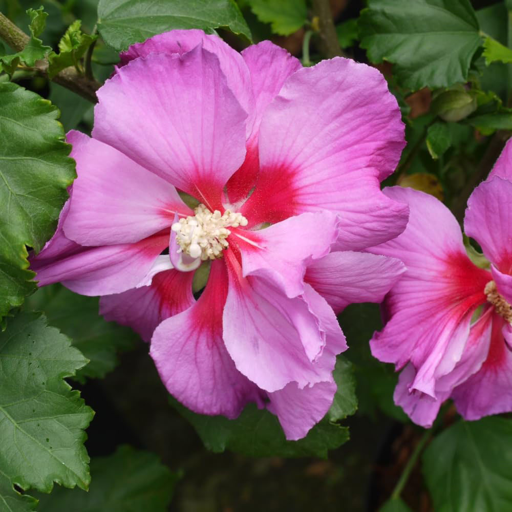 Thompson and Morgan Hibiscus Walbertons Rose Moon Plant Pot 3.6L 2 Pack