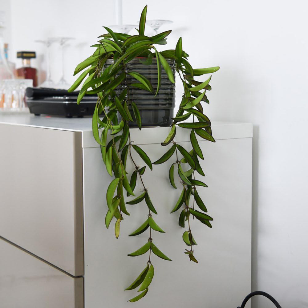 Thompson and Morgan Hoya Wayetii Plant Pot 12cm