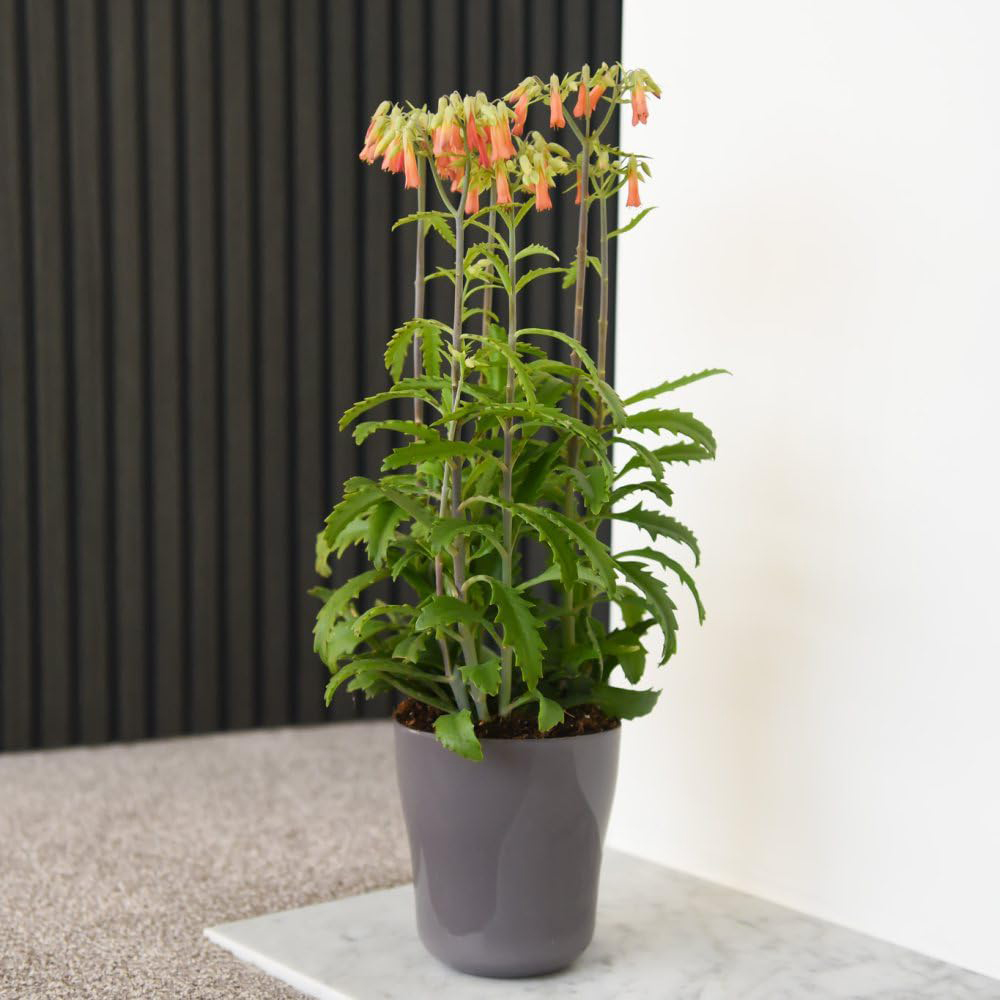 Thompson and Morgan Kalanchoe Blossfeldiana Lucky Bells Plant Pot 14cm