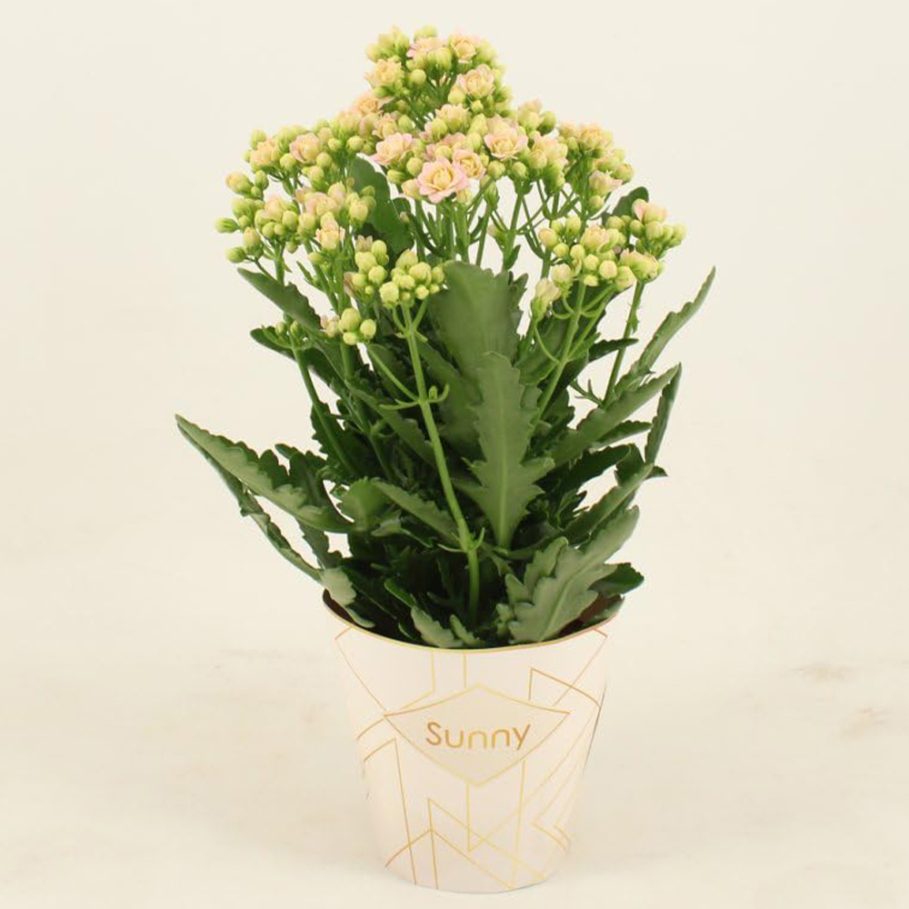 Thompson and Morgan Kalanchoe Sunny Light Pink Plant Pot 14cm