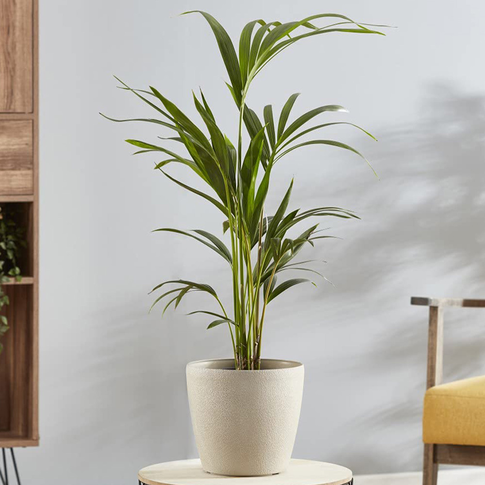 Thompson and Morgan Kentia Palm Howea forsteriana Plant Pot 17cm 2 Pack