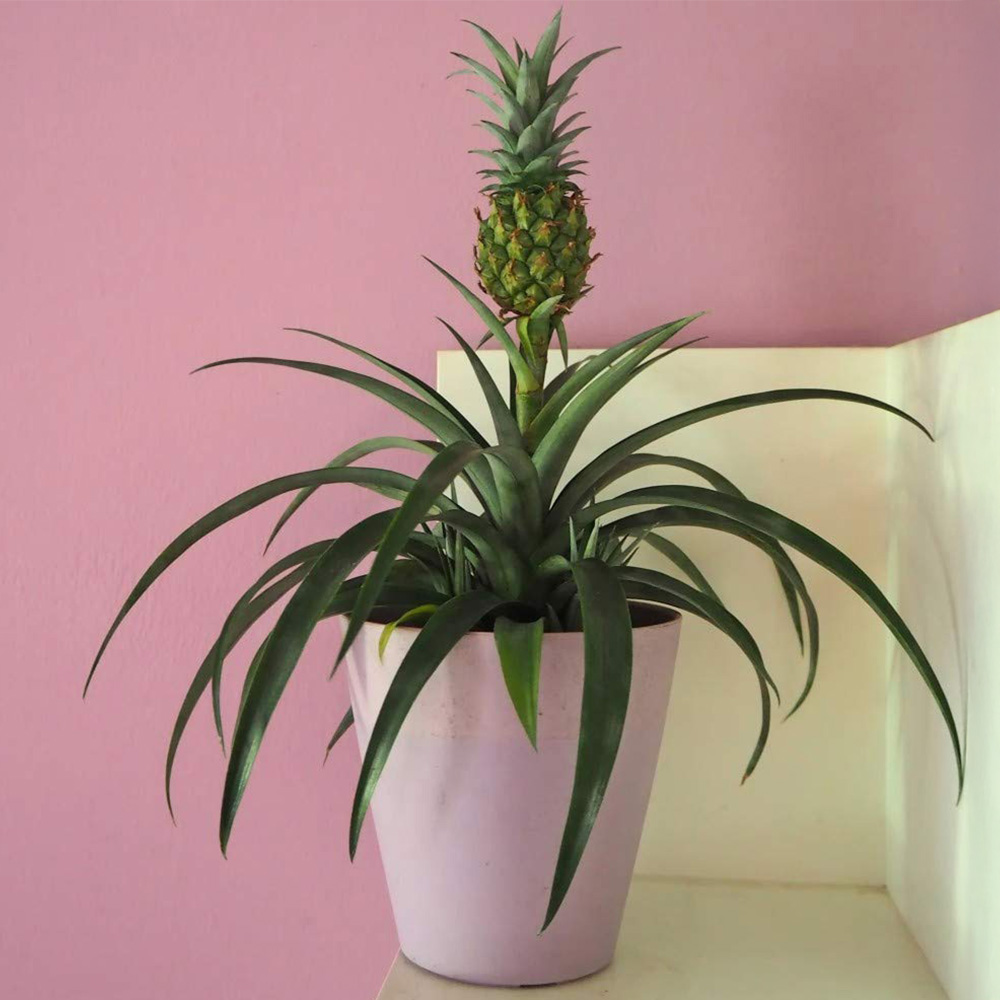 Thompson and Morgan Ornamental Pineapple Hanging Plant Pot 12cm 2 Pack