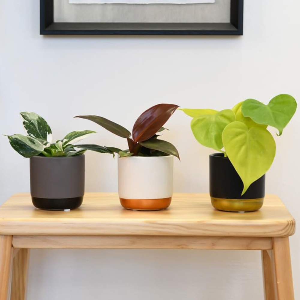 Thompson and Morgan Philodendron Starter Mix Plant Pot 6cm 3 Pack