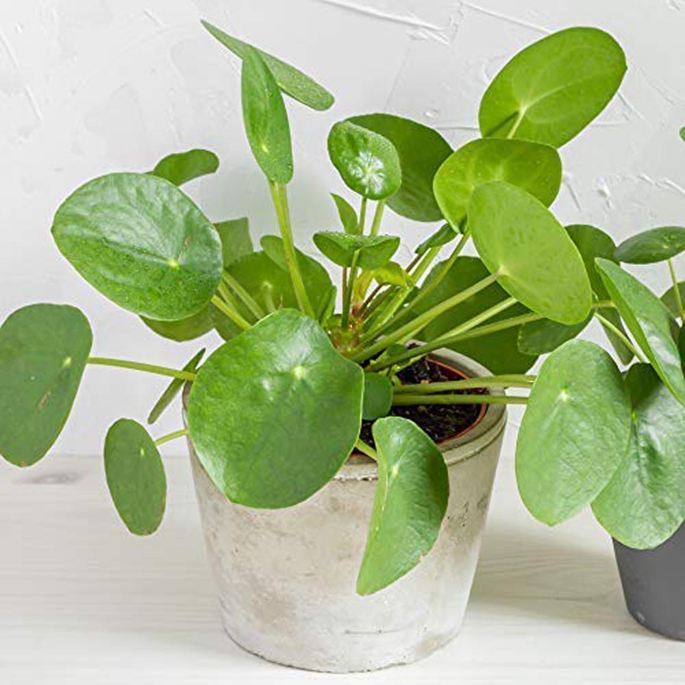 Thompson and Morgan Pilea Peperomioides Chinese Money Plant Pot 11cm 2 Pack
