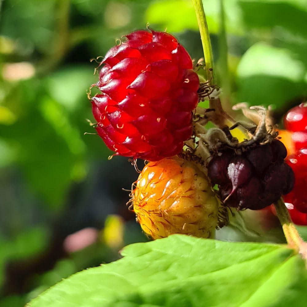 Thompson and Morgan Rubus Raspberry Tree Hararasp Plant Pot 5L 2 Pack