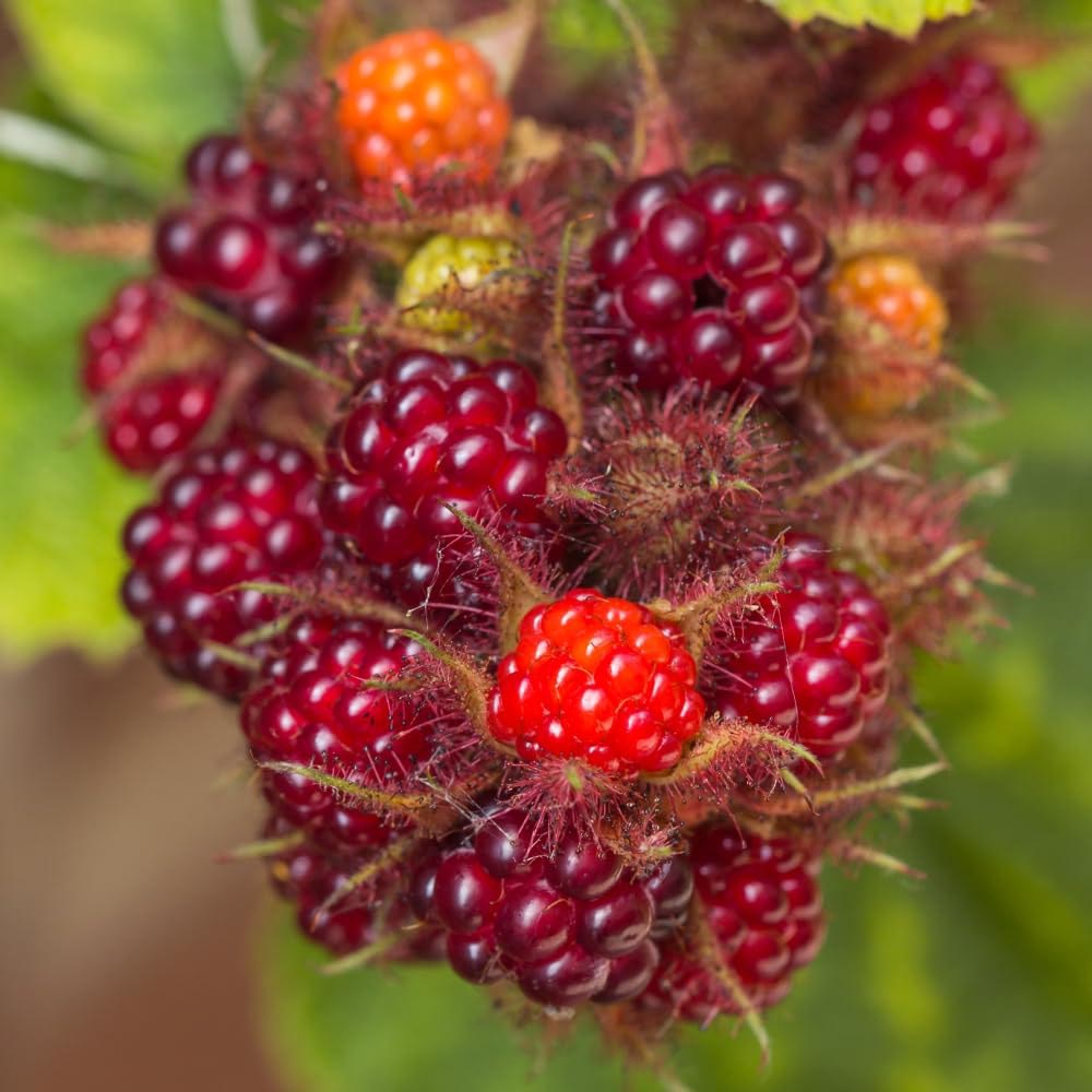 Thompson and Morgan Rubus Raspberry Idaeus Willamette Plant Pot 15cm 2 Pack