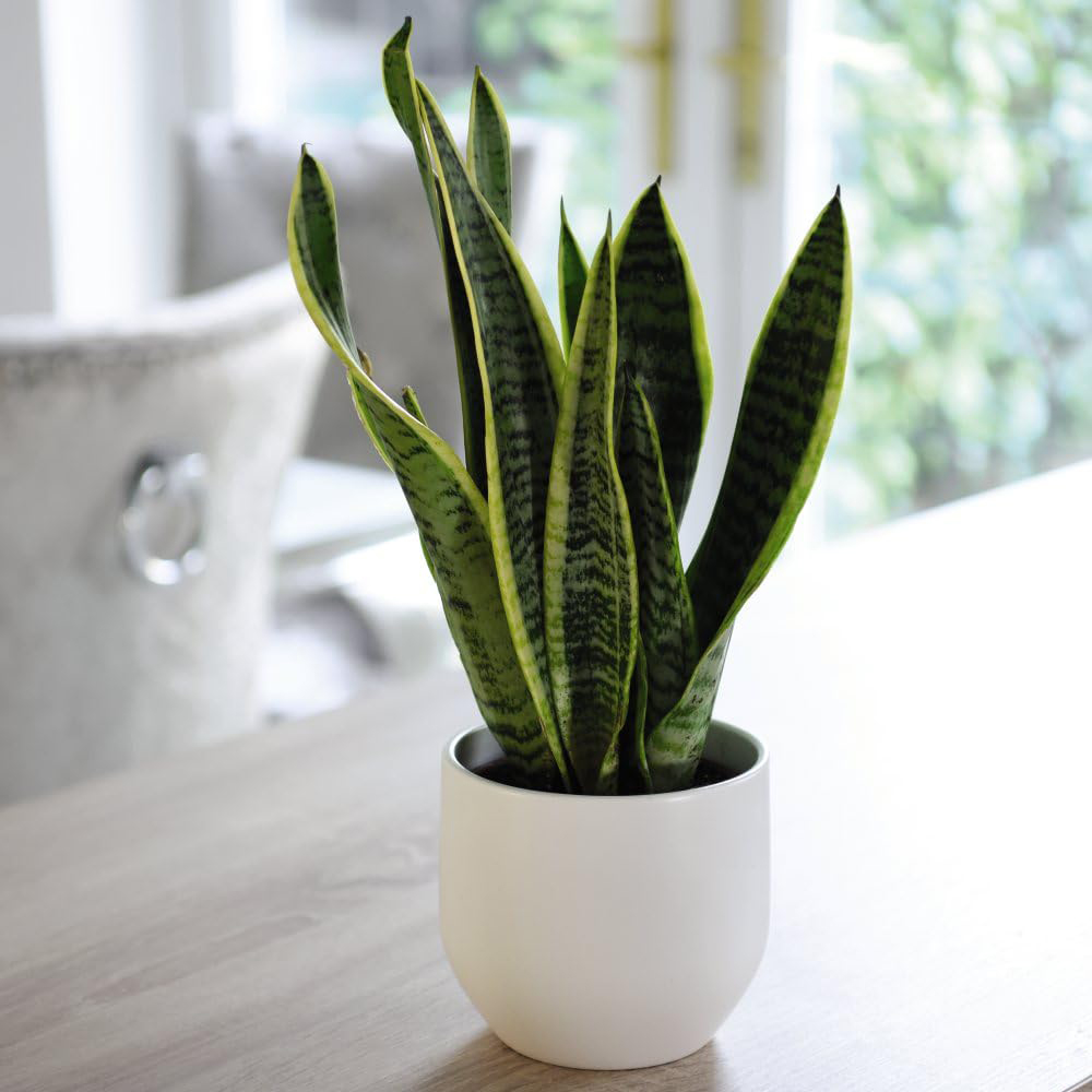 Thompson and Morgan Sansevieria Trifasciata Var Laurentii Plant in Pot 19cm 2 Pack
