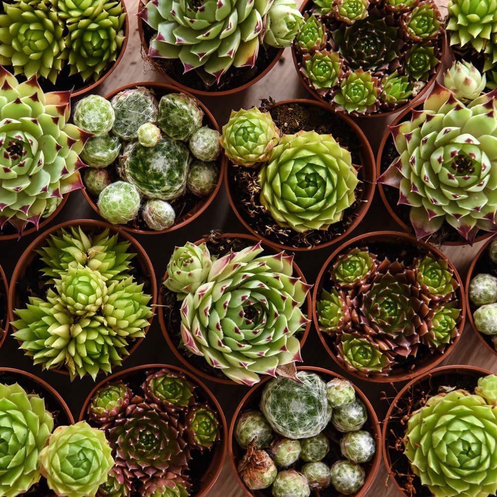 Thompson and Morgan Sempervivum Mixed Plant in Pot 5.5cm 10 Pack