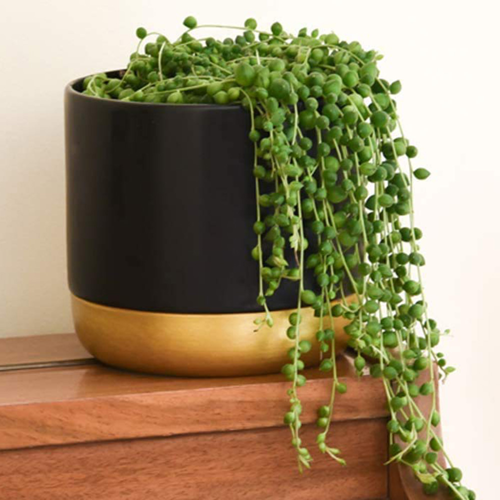 Thompson and Morgan Senecio Rowleyanus String of Pearls Plant in Pot 9cm 3 Pack