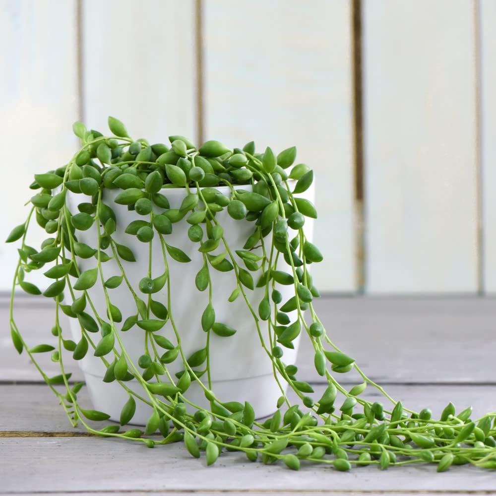 Thompson and Morgan Senecio String of Teardrops Plant in Pot 11cm 2 Pack