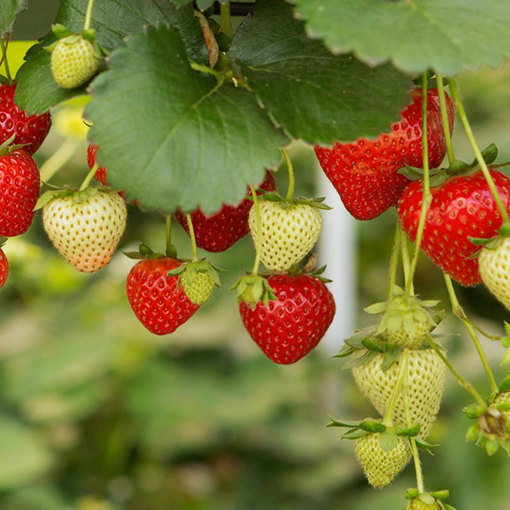 Thompson and Morgan Strawberry Fragaria Elsanta 9cm Plant in Pot 6 Pack