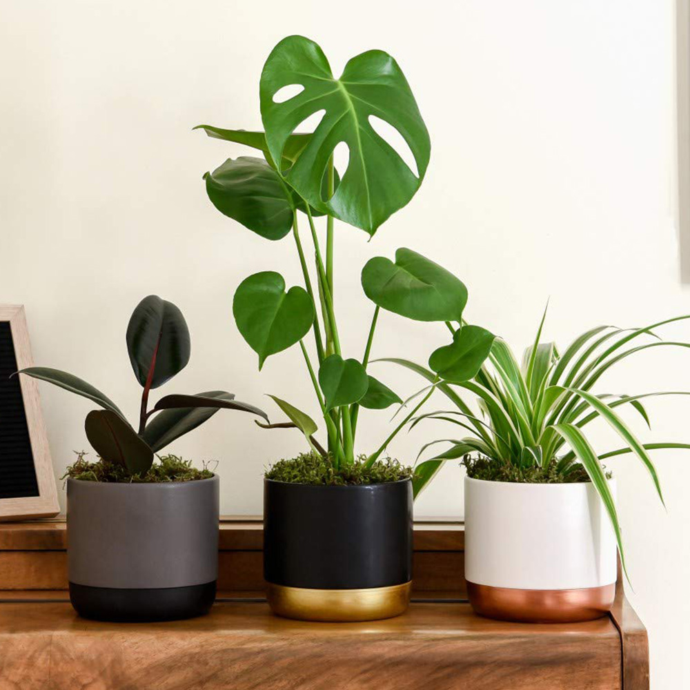 Thompson and Morgan Urban Jungle Collection Mixed Plant in Pot