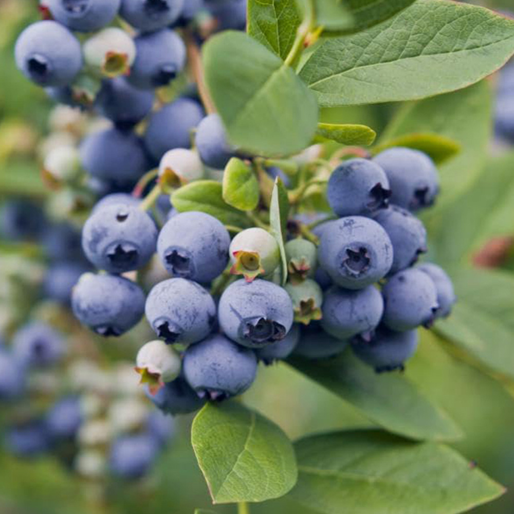 Thompson and Morgan Vaccinium Corymbosum Spartan Plant in Pot 30-40cm 2 Pack