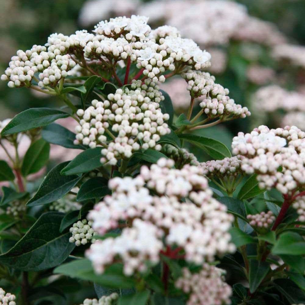 Thompson and Morgan Viburnum Tinus Eve Price Plant in Pot 18L