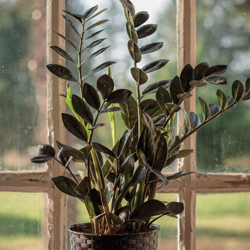 Thompson and Morgan Zamioculcas Raven Black Plant in Pot 14cm 2 Pack