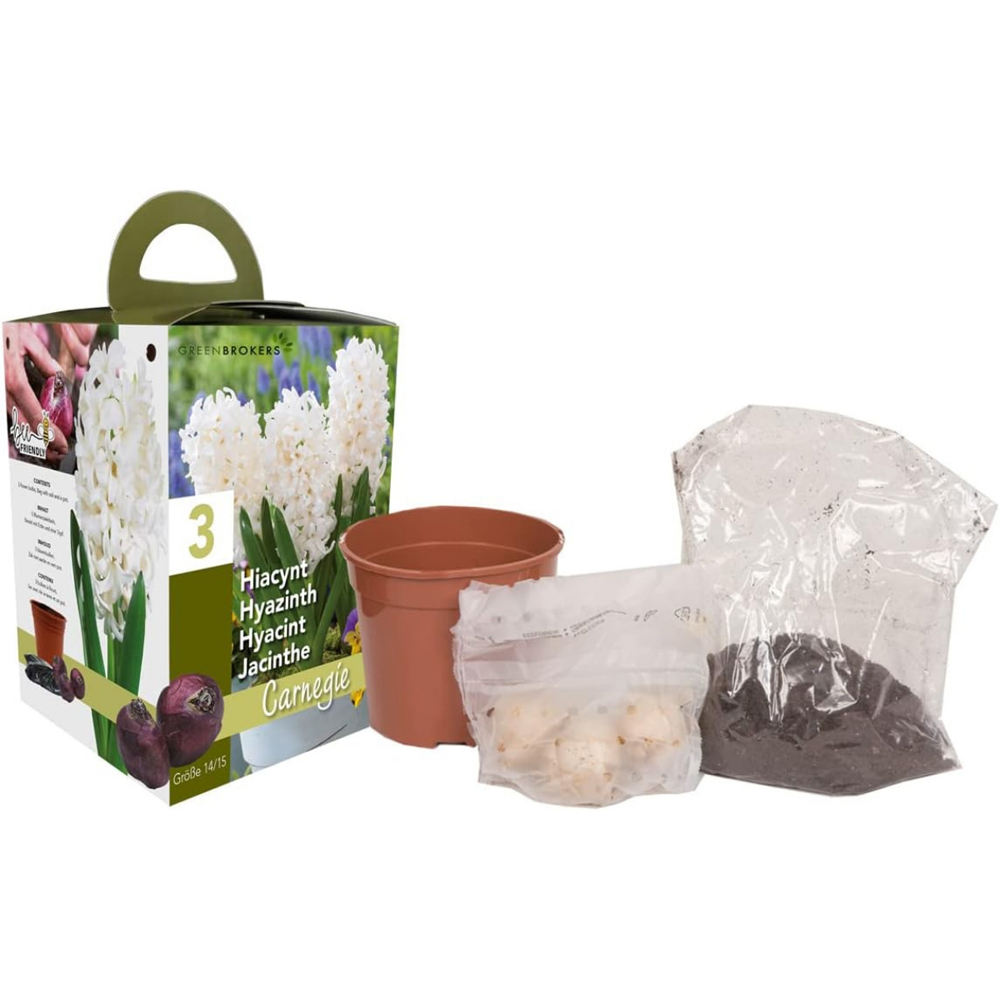 GreenBrokers White Hyacinth Carnegie Planting Bulb Gift Box 3 Pack