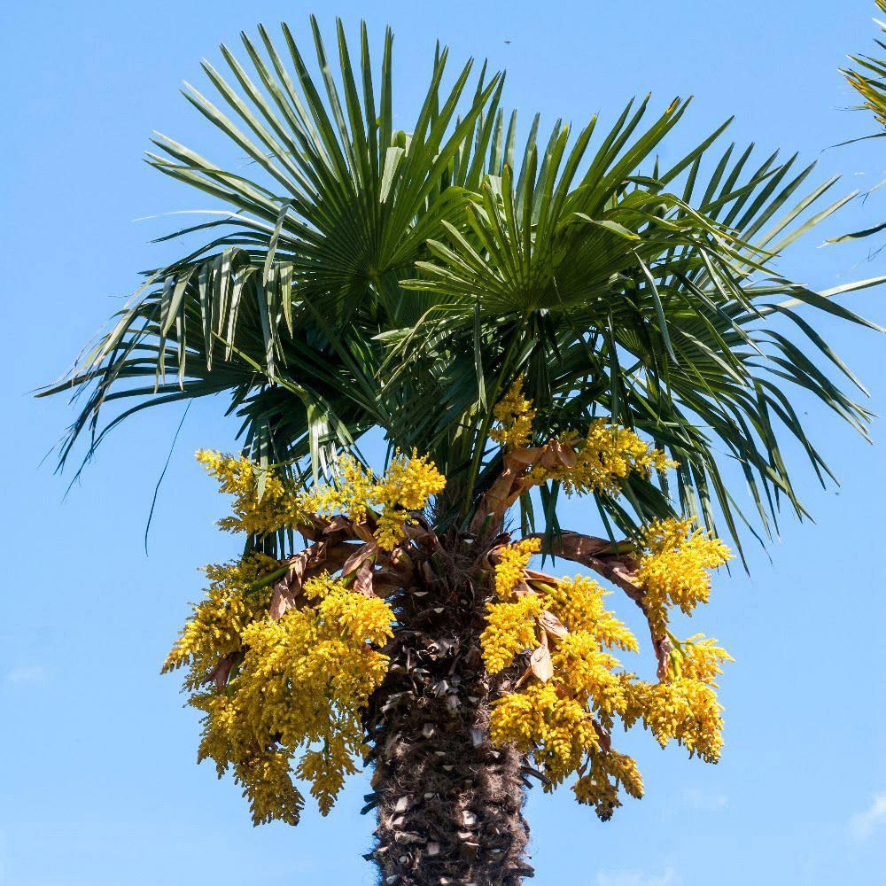 Thompson and Morgan Trachycarpus Fortunei Seed Packet