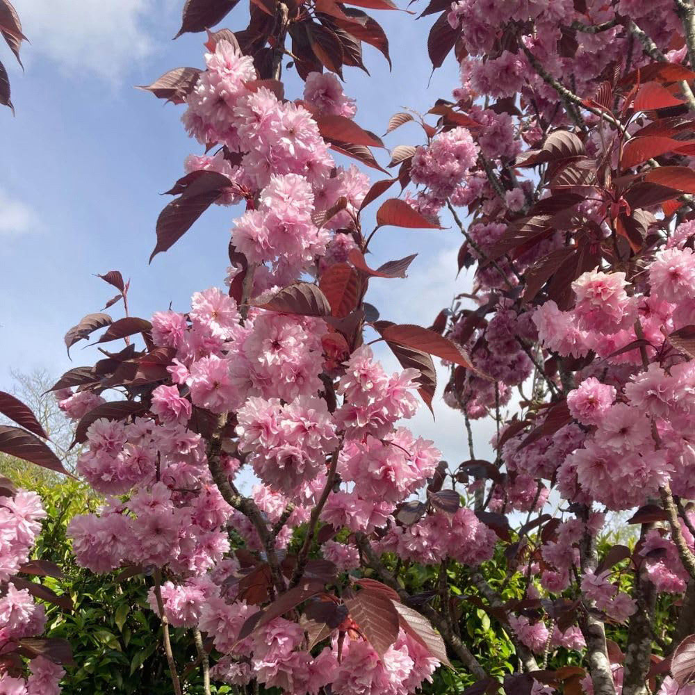 Thompson and Morgan Prunus Royal Burgundy Plant Pot 12L