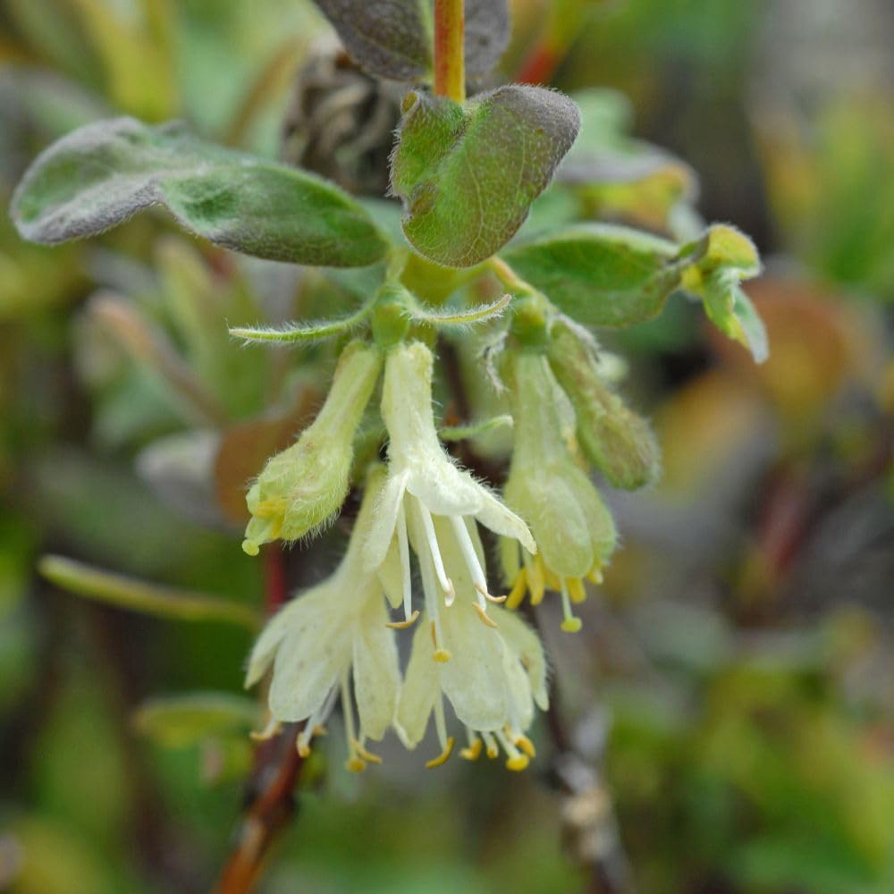 Thompson and Morgan Lonicera Caerulea Kamtschatica Plant Pot 9cm 2 Pack
