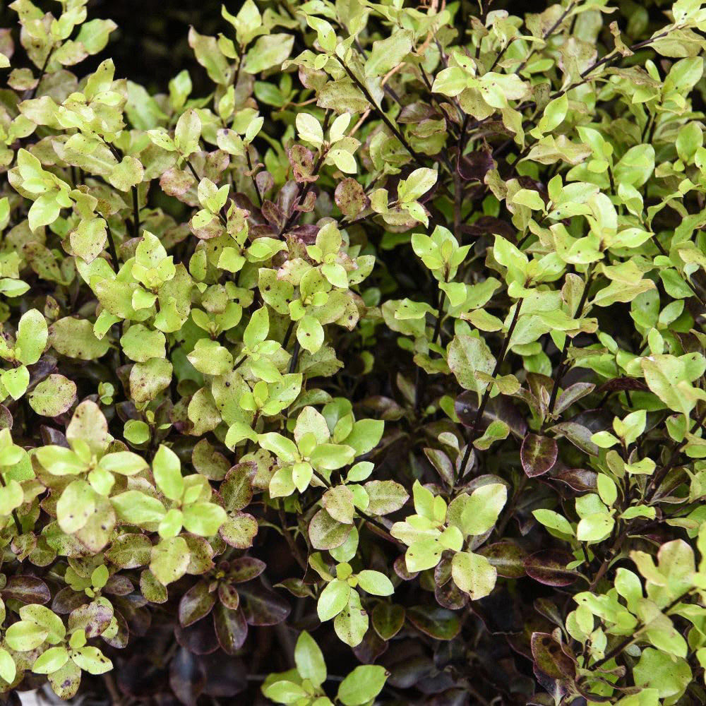 Thompson and Morgan Pittosporum Tenuifolium Tom Thumb Plant Pot 9cm 5 Pack