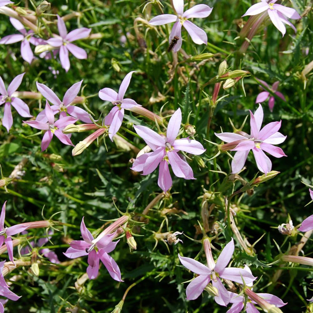 Thompson and Morgan Pink Laurentia Grande Seed Packet