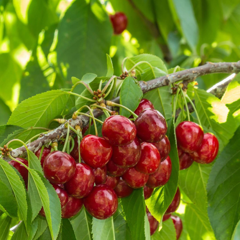 Thompson and Morgan Cherry Stella Plant in Pot 12L 2 Pack