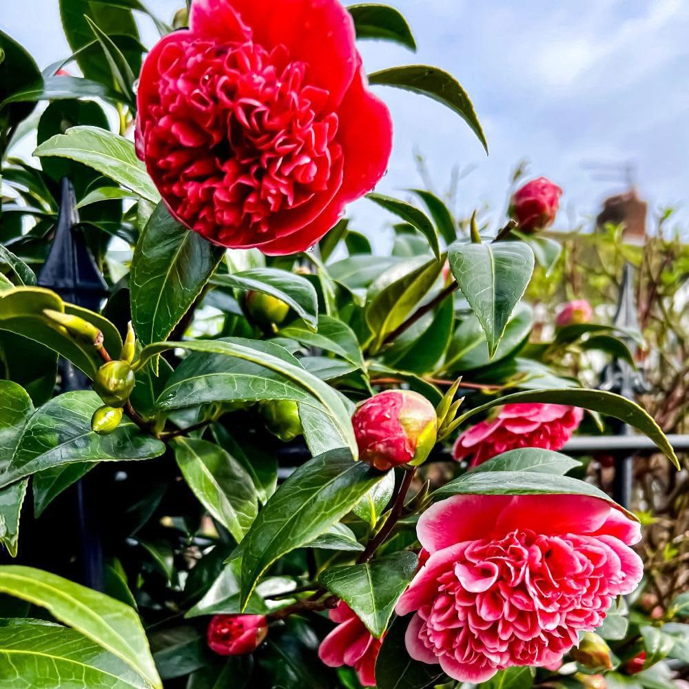 Thompson and Morgan Camellia Hybrid Ruby Wedding Plant in Pot 3L
