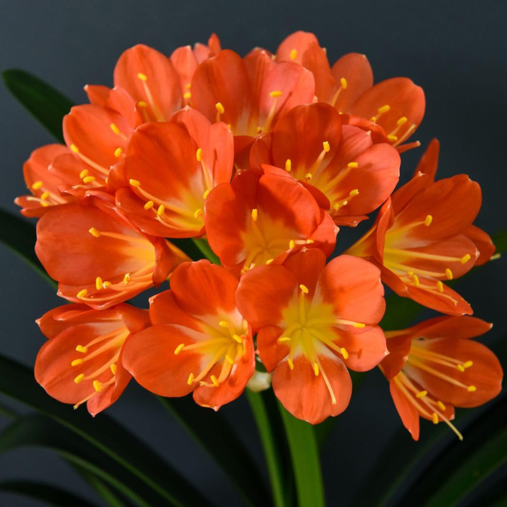 Thompson and Morgan Clivia Miniata Plant in Pot 13cm 2 Pack