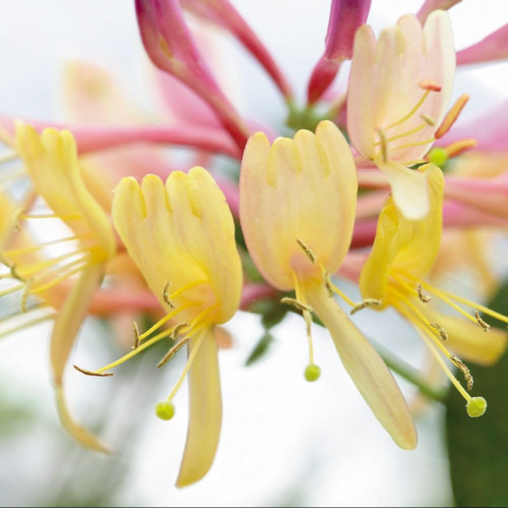 Thompson and Morgan Lonicera Heckrottii American Beauty Plant in Pot 1.7L
