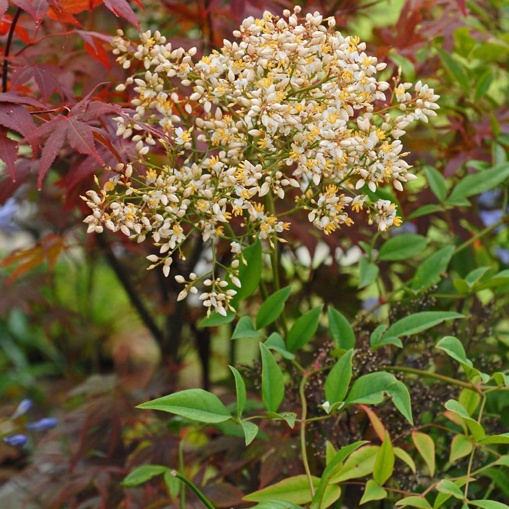 Thompson and Morgan Nandina Domestica Plant in Pot 15L