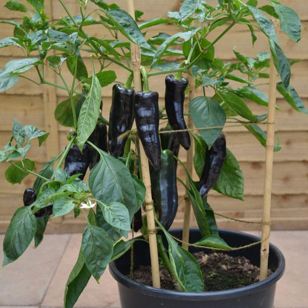 Thompson and Morgan Black Knight Pepper Capsicum Annuum Sweet F1 Hybrid Seed Packet