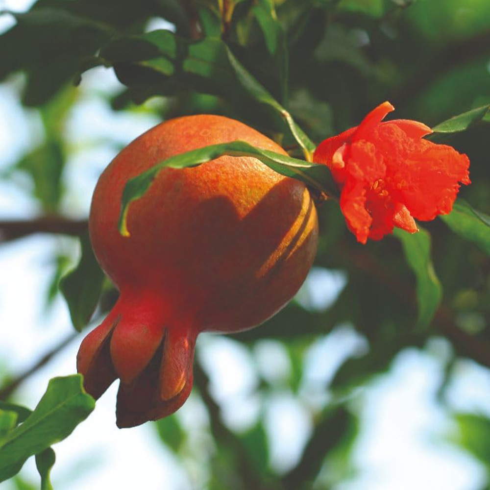 Thompson and Morgan Punica Pomegranate Granatum Plant in Pot 15cm