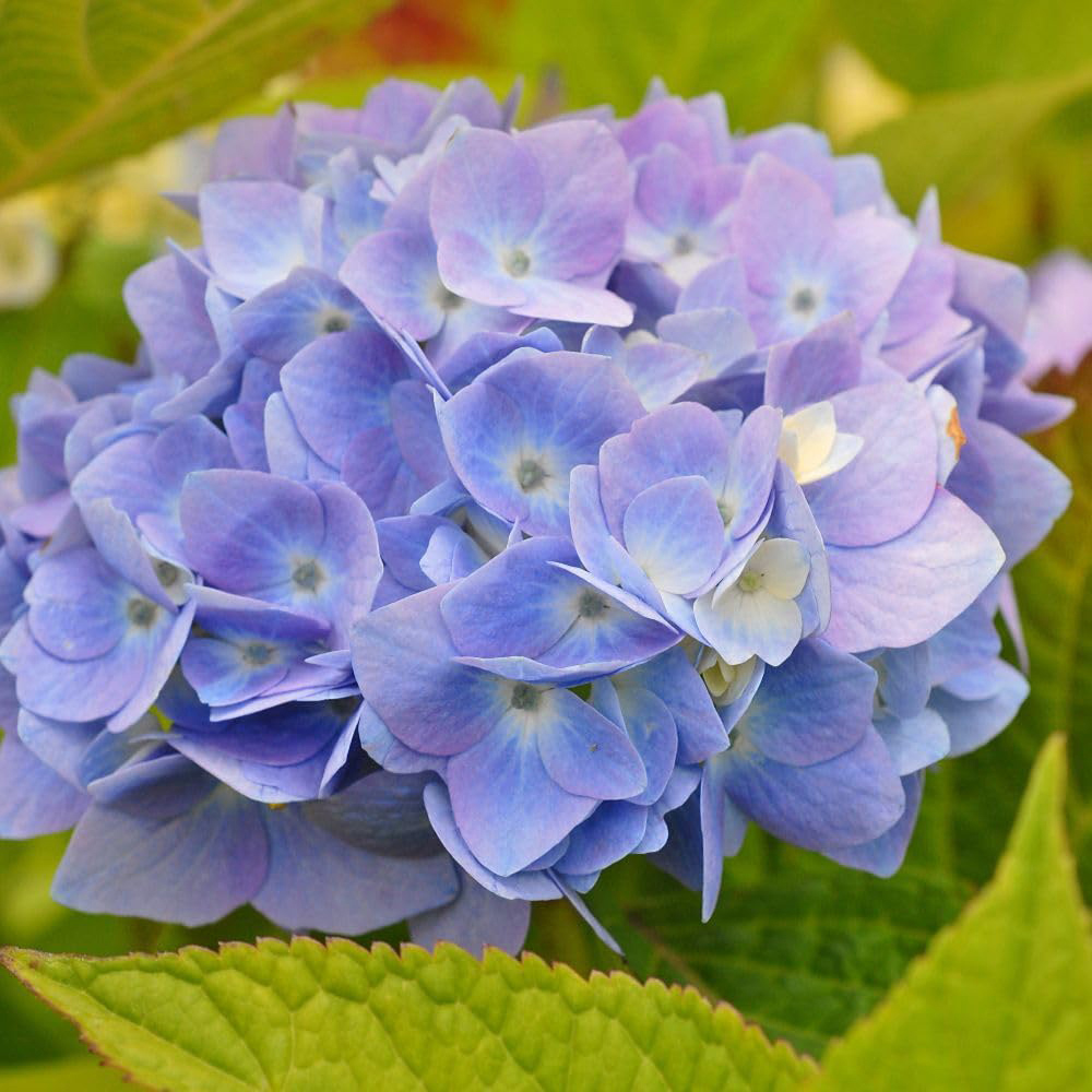 Thompson and Morgan Hydrangea Macrophylla Endless Summer The Original Plant in Pot 35L Pot