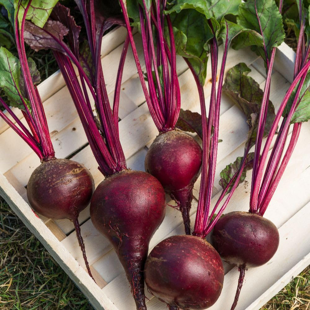 Thompson and Morgan Beetroot Beta Vulgaris Red Shine F1 Seed Packet