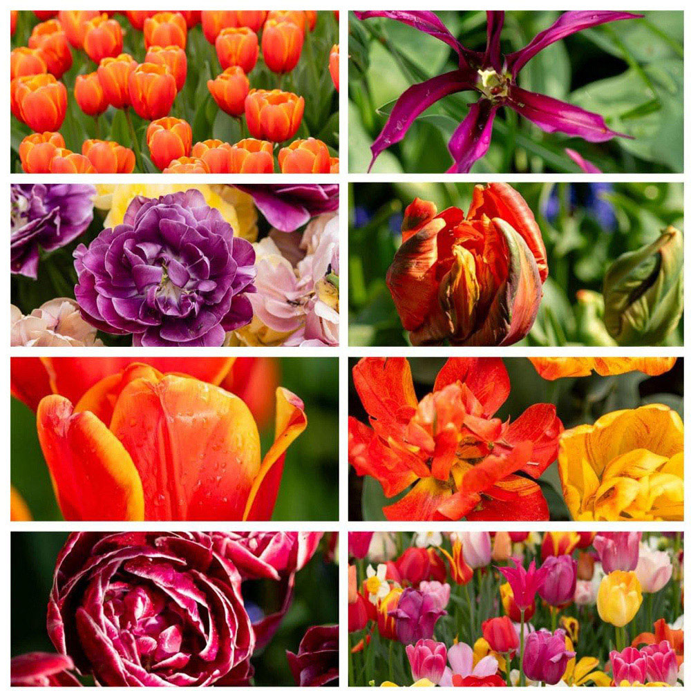 Thompson and Morgan Nurserymans Choice Tulip Planting Bulb 16 Pack
