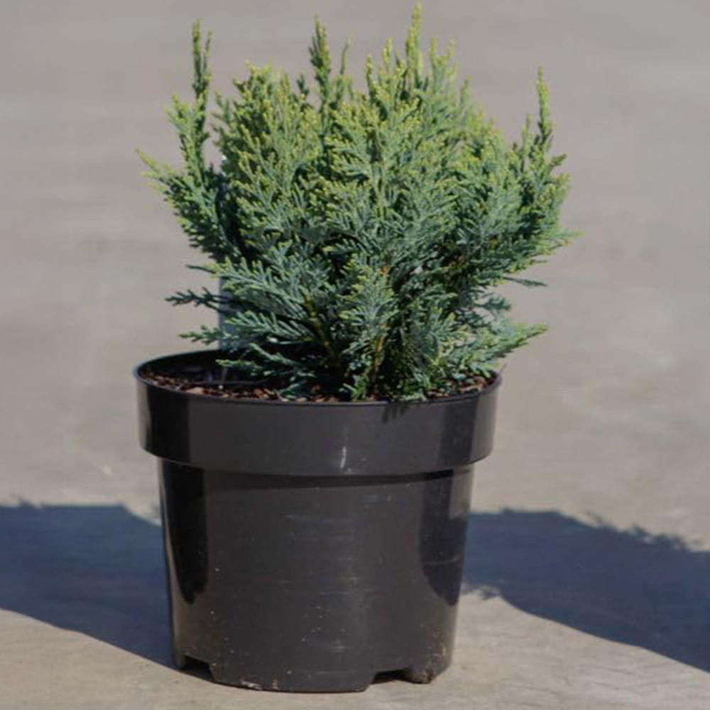 Thompson and Morgan Chamaecyparis Lawsoniana White Spot Plant Pot 9cm 3 Pack