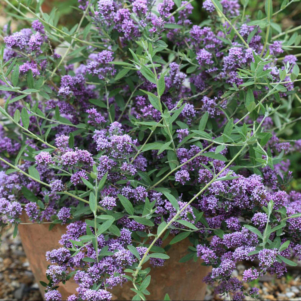 Thompson and Morgan Buddleja Alternifolia Plant Pot 9cm