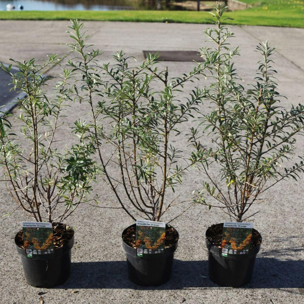 Thompson and Morgan Hippophae Rhamnoides Friesdorfer Orange Plant Pot 12L
