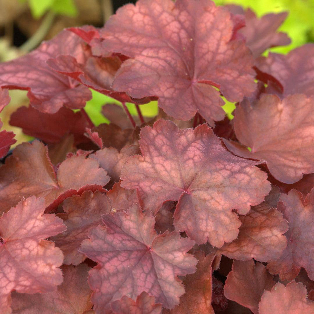 Thompson and Morgan Heuchera Fire Chief Plant Pot 9cm 2 Pack