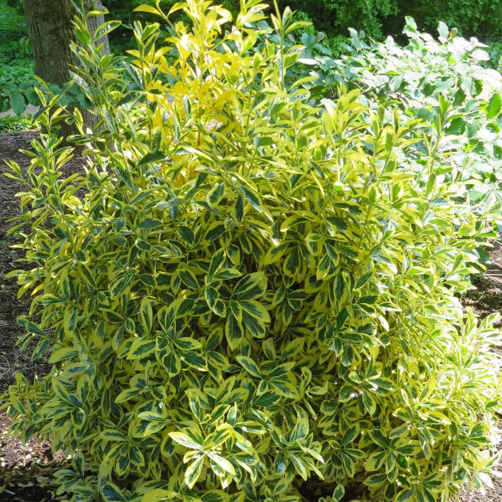 Thompson and Morgan Euonymus Japonicus Albomarginatus Plant Pot 9cm