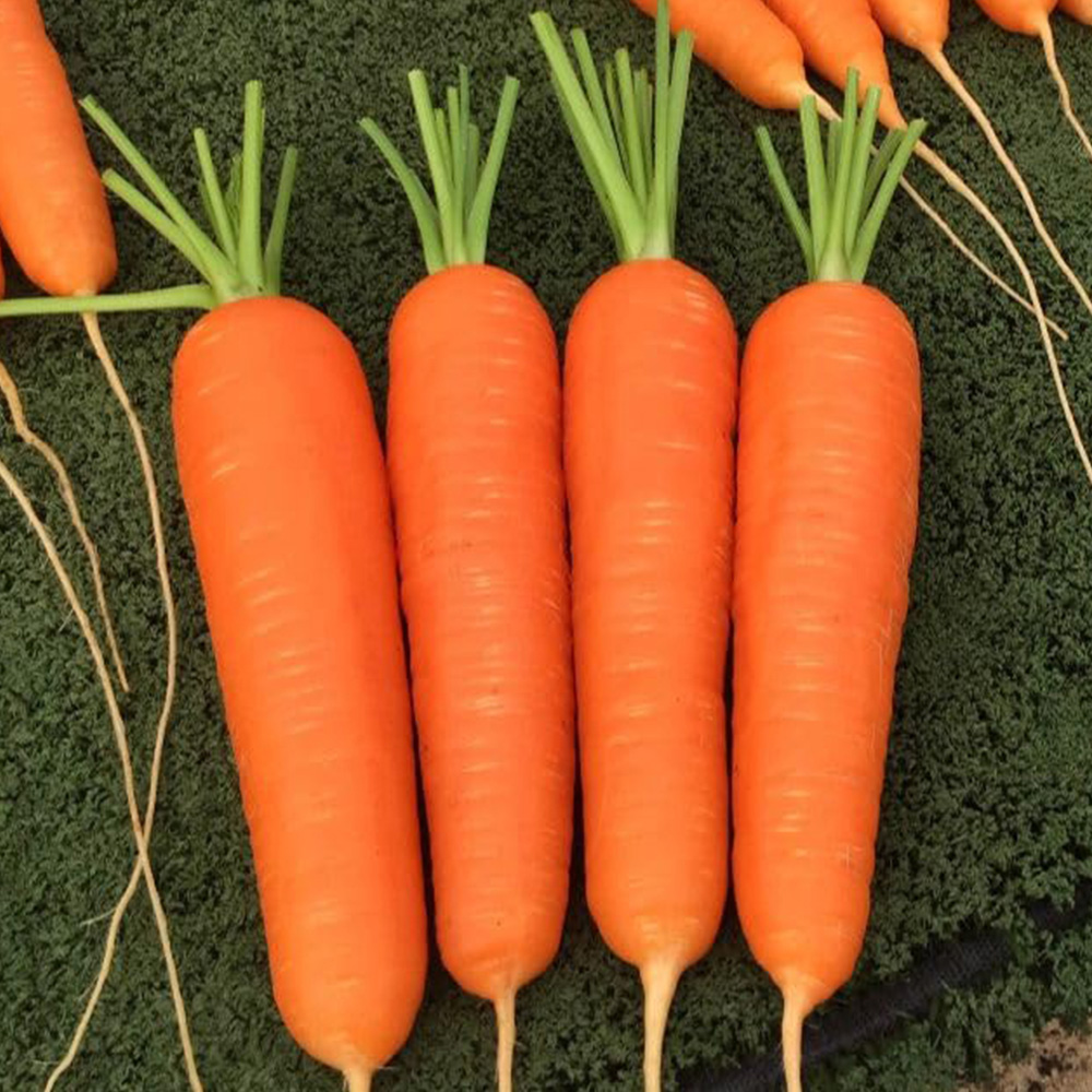 Thompson and Morgan Carrot Octavo F1 Seed Packet