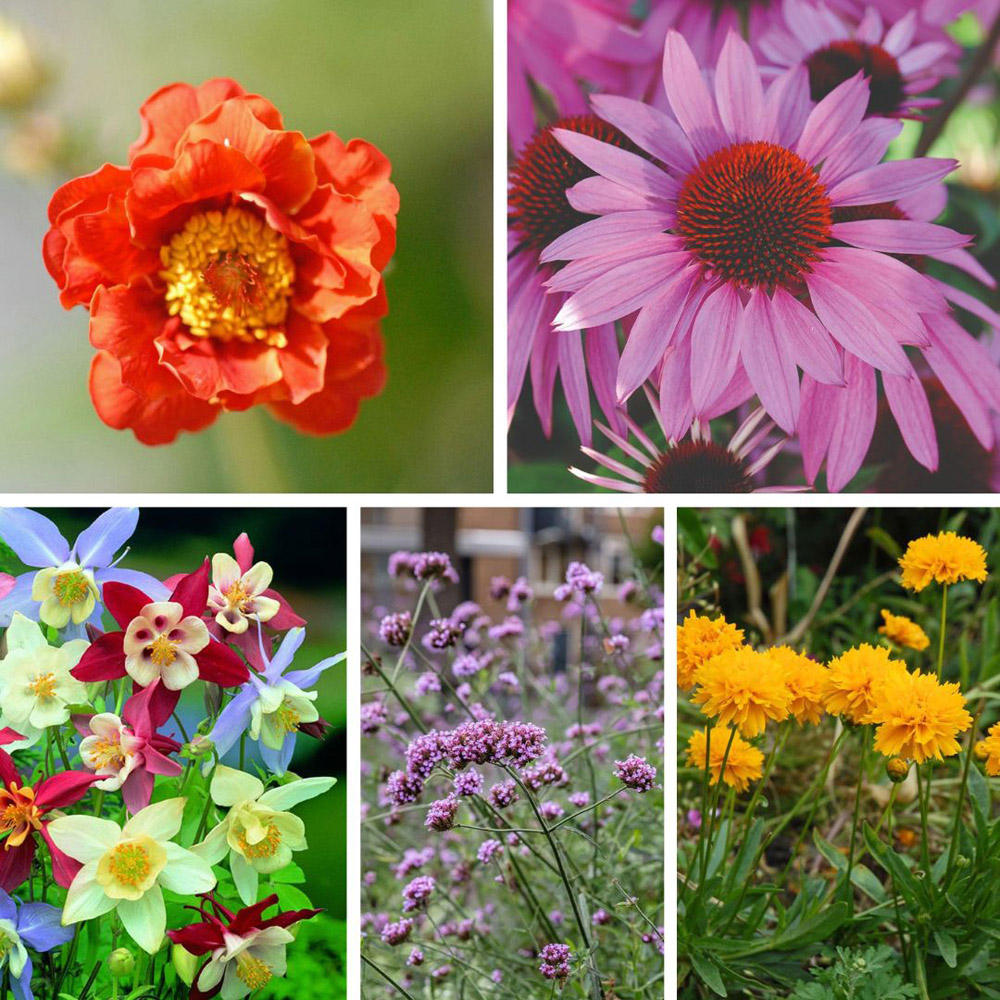 Thompson and Morgan Perennial Collection Plant Plug 30 Pack
